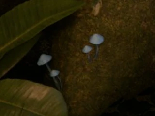 blue_mushroom.png