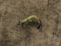 shrimp.jpg shrimp.jpg