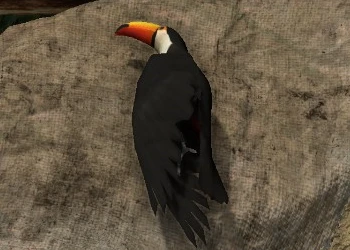 toucan.jpg toucan.jpg