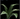 20px-Tarragon_Leaves.png