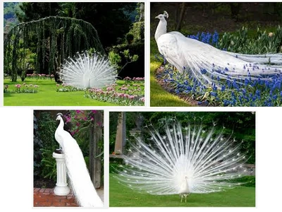 pure white peacock.jpg