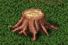 Stump.PNG
