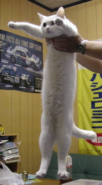 long cat.jpg