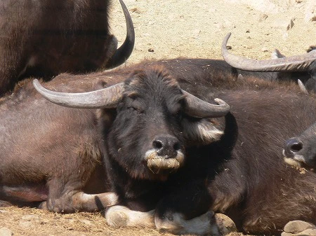 buffalo1_m.jpg