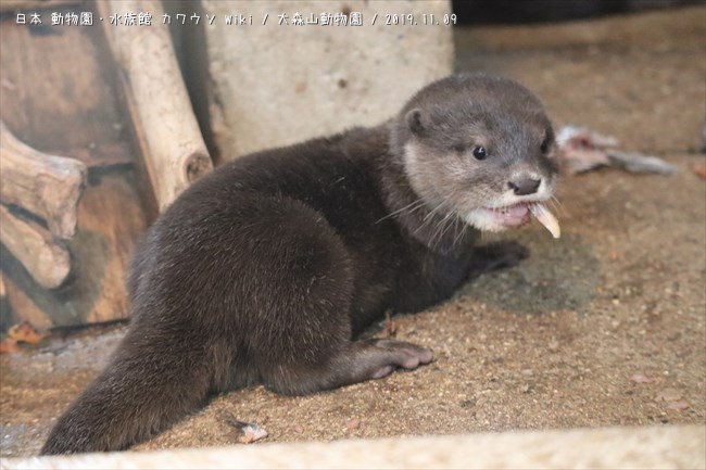 だまこ 秋田市大森山動物園 日本動物園 水族館カワウソ Wiki