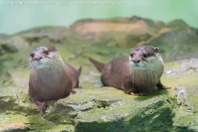 s-DSC00539_R_R.jpg s-DSC00539_R_R.jpg