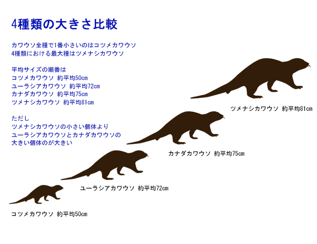 カワウソの種類 日本動物園 水族館カワウソ Wiki