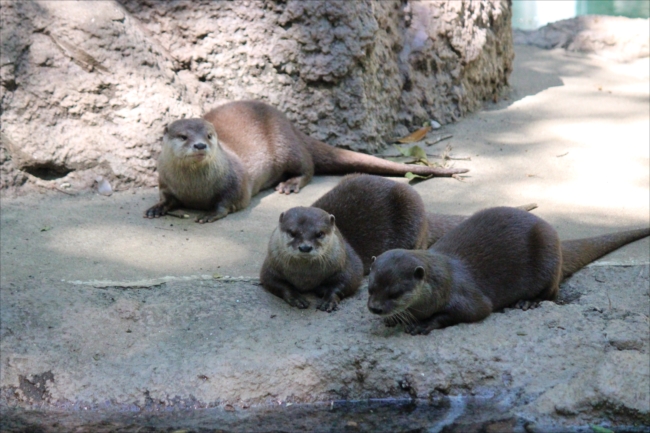 コツメカワウソ 日本動物園 水族館カワウソ Wiki