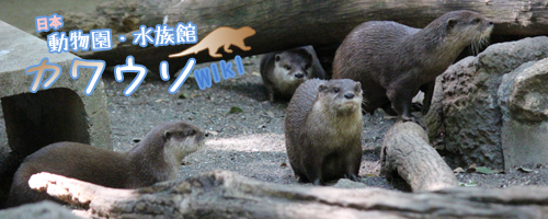 日本動物園 水族館カワウソ Wiki