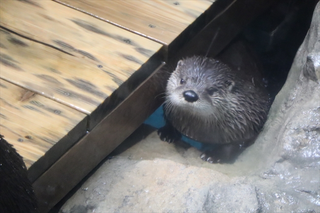 ラッコとカワウソ　　ガラス細工 ラッコとカワウソ ガラス細工 - メルカリ
