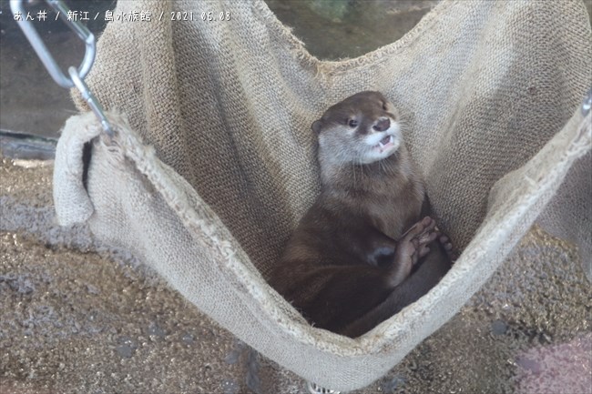 江ノ島水族館 カワウソぬいぐるみ特賞 値下げしました - ぬいぐるみ