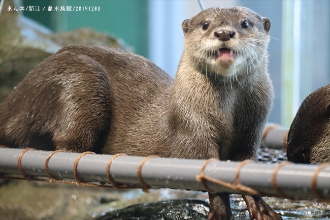 オモチ（新江ノ島水族館） - 日本動物園・水族館カワウソ Wiki*