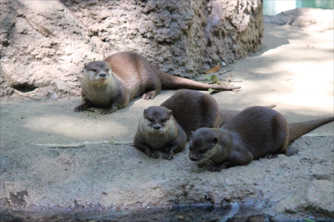 コツメカワウソ - 日本動物園・水族館カワウソ Wiki*