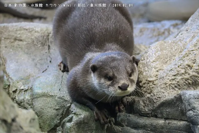 ミサキ（新江ノ島水族館） - 日本動物園・水族館カワウソ Wiki*