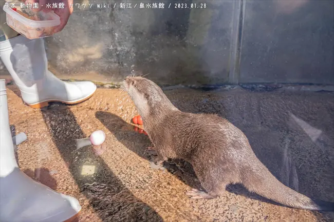 モミジ（新江ノ島水族館） - 日本動物園・水族館カワウソ Wiki*