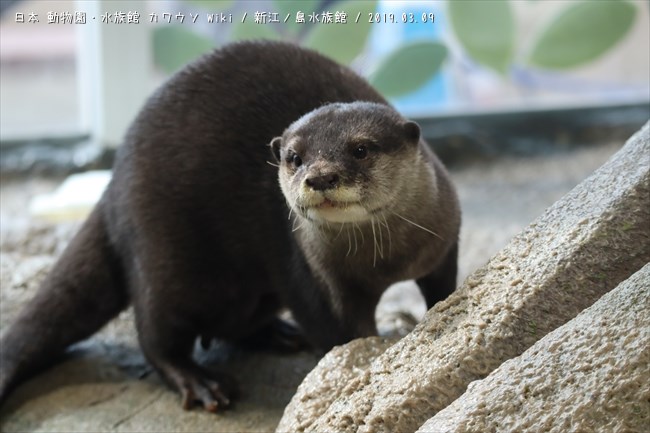 ヨモギ（新江ノ島水族館） - 日本動物園・水族館カワウソ Wiki*