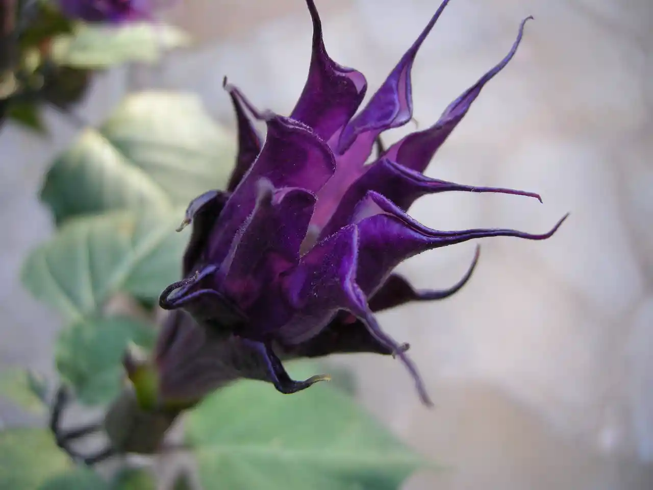 datura.jpg