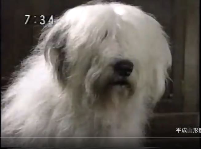 きかんしゃトーマスとイギリスのたびのいずみお姉さんの飼い犬 きかんしゃトーマスとイギリスのたびのいずみお姉さんの飼い犬