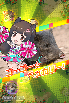 チア クビワペッカリー けものフレンズfestival けもフェス 攻略 Wiki