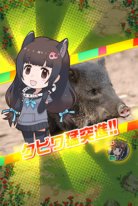 クビワペッカリー けものフレンズfestival けもフェス 攻略 Wiki クビワペッカリー けものフレンズfestival けもフェス 攻略 Wiki