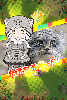 マヌルネコ けものフレンズfestival けもフェス 攻略 Wiki