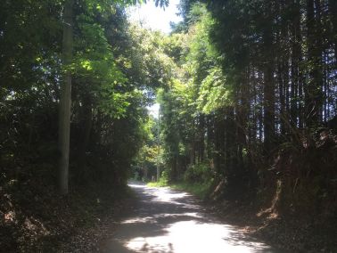 森の道写真.JPG