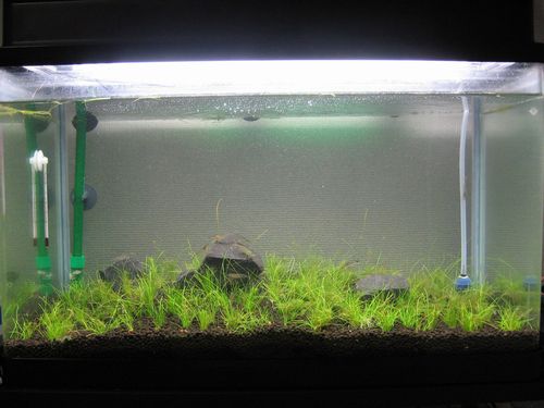 第一回レイアウトコンテスト結果 2ch水草レイアウトコンテスト Wiki 第一回レイアウトコンテスト結果 2ch水草レイアウトコンテスト Wiki