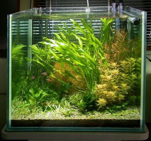 第一回レイアウトコンテスト結果 2ch水草レイアウトコンテスト Wiki 第一回レイアウトコンテスト結果 2ch水草レイアウトコンテスト Wiki