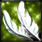 フェニックスの羽根PT01.png フェニックスの羽根PT01.png