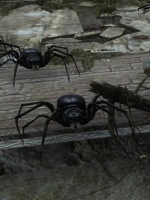 黒蜘蛛.jpg