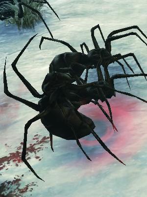 明るい黒蜘蛛.jpg