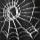 黒蜘蛛の糸.jpg