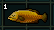 死んだ金輪魚亜種.PNG