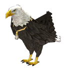 Eagle.gif