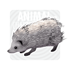 WhiteHedgehog.gif