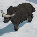 black_buffalo.jpg
