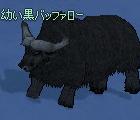 mini_black_buffalo.jpg