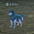 bluewolf.jpg