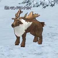 Tundra_Reindeer_kid.jpg