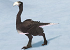 black_snow_ostrich.jpg