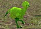 green_kiwi.jpg
