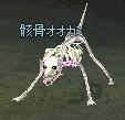 skeleton_wolf.JPG