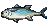 Bluefin Tuna.gif