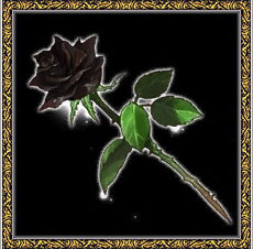 黒いバラ.jpg