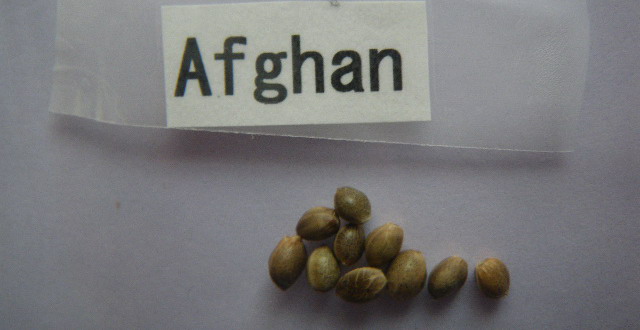 afghan.jpg