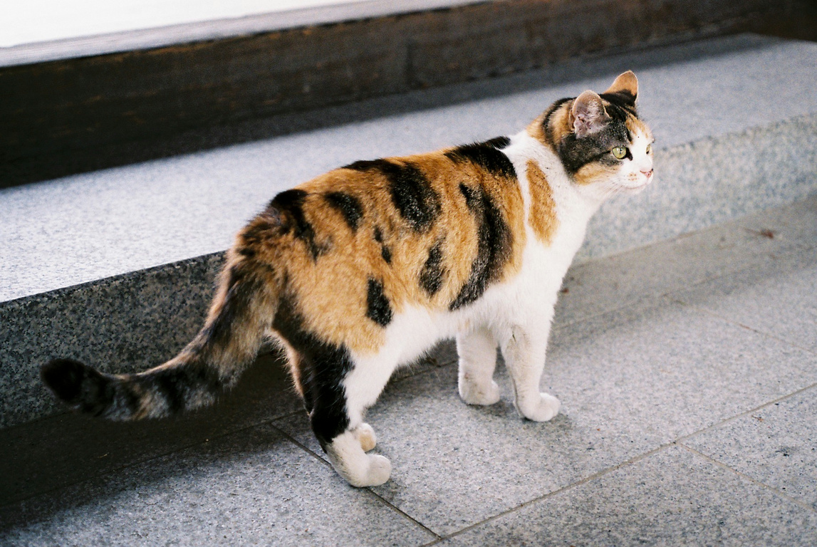 2010 06 国分寺の猫 歩くカメラ小僧 Wiki