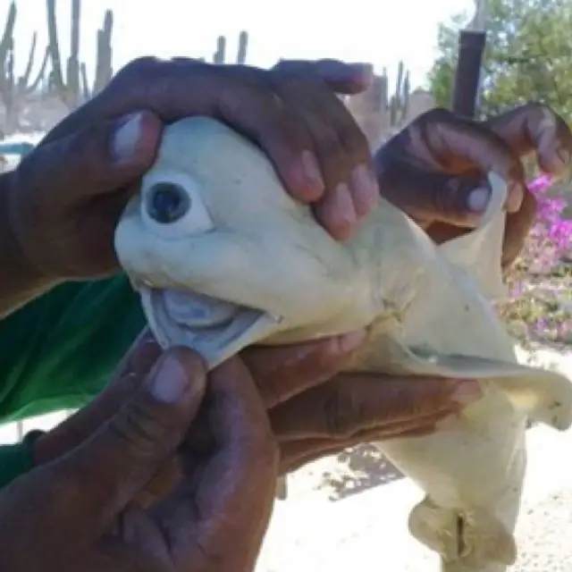 メキシコ　サメ.png