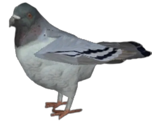 The Pigeon From Gmod.png