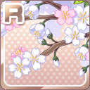 R桜の開花 ホワイト.jpg