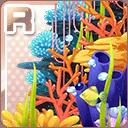 R綺麗なサンゴ礁.jpg